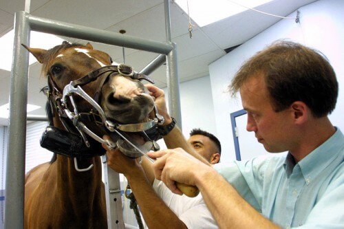 DR MARK CRABILL FILES TEETH ON HORSE