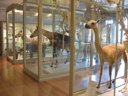Museum Of Natural History Cambridge Ma Museum Of Natural History Cambridge Ma